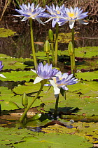 Water lilies (Nymphaeaceae). Ord River, The Kimberley, Western Australia.