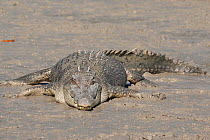 Estuarine crocodile (Crocodylus porosus) basking on mudbank. Prince Frederick Harbour, Hunter River, The Kimberley, Western Australia.