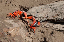 Flame fiddler crab (Uca flammula), two males displaying and fighting with sword-like pincers. Cyclone Creek, Talbot Bay, The Kimberley