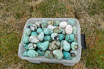 Common murre / guillemot (Uria aalge) eggs in box. Foraged from Skoruvikurbjarg cliffs, Langanes Peninsula, Iceland. May 2018.