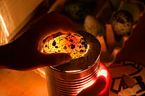 Common murre / guillemot (Uria aalge) egg collected from Skoruvikurbjarg cliffs, candled over light. Iceland. May 2018