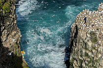 Man being lowered down cliff to collect seabird eggs including those of Common murre/ guillemot (Uria aalge) and Black-legged kittiwake (Rissa tridactyla). Gannet (Morus bassanus) colony on opposite c...