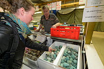 Common murre / guillemot (Uria aalge), Black-legged kittiwake (Rissa tridactyla) and Gull (Larus sp) eggs for sale at Reykjavik Weekend Market, Iceland. 2018.