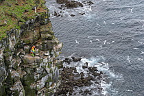 Man being lowered down cliff to collect seabird eggs including those of Black-legged kittiwake (Rissa tridactyla) and Common murre / guillemot (Uria aalge). Skoruvikurbjarg cliffs, Langanes Peninsula,...