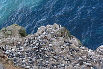 Common murre / guillemot (Uria aalge) breeding colony on cliff edge. Langanes Peninsula, northeast Iceland. May.