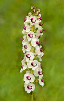 Lousewort (Pedicularis oxycarpa), a hemi-parasite on grass. Pollinated by bumblebees through buzz pollination, rapid vibration of flight muscles releases pollen in the flower. Near Barkham, Sichuan Pr...