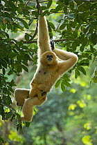 Northern white cheeked gibbon (Nomascus leucogenys) female hanging from tree with baby aged two weeks. Wild Elephant Valley / Xishuangbanna, Yunnan Province, China.
