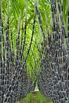 Black sugar cane (Saccharum officinarum) cultivated for sucrose in the stem, obtained by crushing. China.