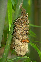 Hornet raiding Wasp brood on nest attached to bamboo stem. Wasps moving to top of nest. Shunan Zhuhai National Park, Sichuan Province, China.