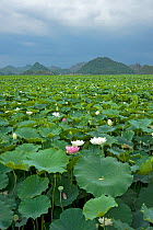 Sacred lotus (Nelumbo nucifera) flowering in Puzhehai Lake with peaks in background. Puzhehei National Wetland Park, Yunnan Province, China. 2009.