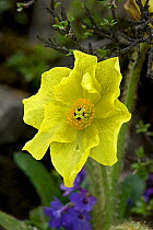 Yellow lampshade poppy / Yellow poppywort (Meconopsis integrifolia) after rainfall. Sichuan Province, China.