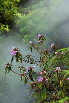 Melastome (Melastoma polyanthum) flowering in forest, steamy from thermal spring. Tengchong, Yunnan Province, China.