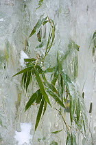 Bamboo encased by icicles formed beside a waterfall. Wolong, Sichuan Province, China. February.