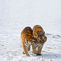 Amur/ Siberian tigers (Panthera tigris altaica) pair nuzzling each other in snow. Captive in tiger park, Heilongjiang Province, China. February.