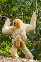 Chinese white cheeked gibbon (Nomascus leucogenys) female walking whilst carrying baby aged two weeks, holding on to vines for support. Parents released into wild from captive breeding programme. Wild...
