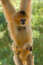 Chinese white cheeked gibbon (Nomascus leucogenys) female hanging, carrying baby aged two weeks. Parents released into wild from captive breeding programme. Wild Elephant Valley / Xishuangbanna, Yunna...