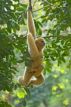 Chinese white cheeked gibbon (Nomascus leucogenys) female hanging from tree, carrying baby aged two weeks. Parents released into wild from captive breeding programme. Wild Elephant Valley / Xishuangba...