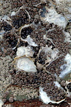 Winkles clustering in empty Oyster shells to avoid drying out when exposed to air at low tide. On rocky shore, Dalian, Liaoning Province, China.
