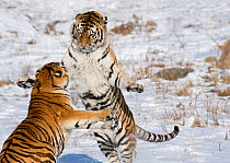 Amur / Siberian tiger (Panthera tigris altaica), two sparring in snow. Captive in tiger park, Heilongjiang Province, China. February.