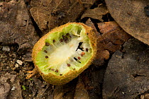 Chinese gooseberry (Actinidia chinensis) fruit, partially eaten by squirrel. Larger seeds than cultivated kiwi bred from the wild species. Tangjiahe National Nature Rerserve, Sichuan Province, China.