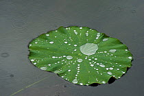Raindrops on Sacred lotus (Nelumbo nucifera) lily pad. Micro nanostructures create an ultrahydrophobic surface so water slides off leaf. Puzhehai National Wetland Park, Yunnan Province, China.