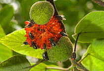 Flies (Diptera) feeding on Paper mulberry (Broussonetia papyrifera) fruit. Riverside Park beside Yangtze River, China.