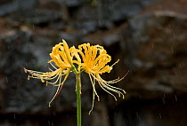 Golden spider lily (Lycoris aurea) in rain. Yunnan Province, China. In Japan it is pollinated by swallowtail butterflies.