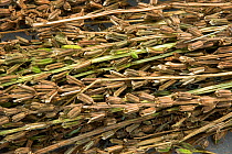 Sesame (Sesamum indicum), dried seed pods ready for seed harvesting. Sichuan Province, China.