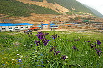 Black iris (Iris chrysographes) amongst wildflowers. Hotel and road development in background. At 2800m, between Moxi and Kangding, Sichuan Province, China. June 2009.