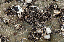 Winkles clustered in empty Oyster shells to avoid drying out at low tide. Barnacles also on rocky shore. Dalian, Liaoning Province, China.