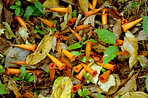 Flowers and leaves on forest floor. Xishuangbanna National Nature Reserve, Yunnan, China.