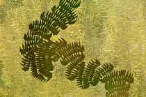 Feeding trails made by snail using radula strip with rows of tiny teeth on geen algal film on glass pane. Tropical butterfly house, Kunming, Yunnan Province, China.