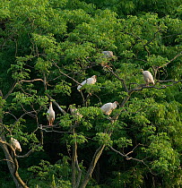 Crested ibis (Nipponia nippon) group roosting in tree at dusk. Captive bred. Yangxian, Shaanxi, China.