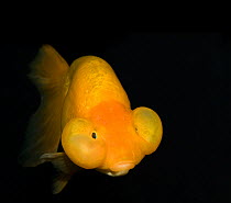 Bubble eye goldfish (Carassius auratus) with upward pointing eyes and two large fluid-filled sacs.. In captivity, Shanghai Zoo, Shanghai, China.