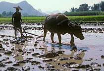 Chinese farmer wearing traditional bamboo hat ploughing flooded Rice (Oryza sativa) paddy with Water buffalo (Bubalus bubalis). Xingping, Nr Guilin, Guangxi Zhuang Autonomous Region, China. October 19...