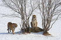 Amur / Siberian tiger (Panthera tigris altaica), two amongst trees in snow, one walking, the other sitting. Captive in tiger park, Heilongjiang Province, China. January.