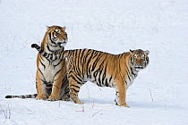 Amur / Siberian tiger (Panthera tigris altaica) pair in courtship, in snow. Captive in tiger park, Heilongjiang Province, China. January.