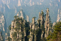 Conifers on sandstone pinnacles, Imperial Pen Peak, Emperor Peak, Zhangjiajie National Forest Park, Wulingyuan Scenic Area, UNESCO World Heritage Site, Hunan Province, China. 2010.