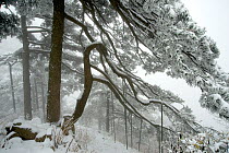 Huangshan pine (Pinus huangensis) in snow, Huangshan / Yellow Mountain, UNESCO World Heritage Site, Anhui Province, China. December.