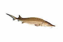 Chinese sturgeon (Acipenser sinensis), captive in aquarium. Adults are no longer able to swim upriver to spawn due to Gezhouba and Three Gorges dams. Eggs fertilised at Institute of Chinese Sturgeon a...