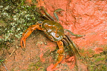 Land crab crawling on red sandstone after overnight storm. Shunan Zhuhai National Park, Sichuan Province, China.