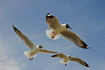 Brown headed gulls (Larus brunnicephalus), three in flight. Qinghai Lake, Qinghai Province, China.