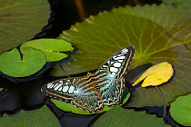 Clipper butterfly (Parthenos sylvia) resting on Water lily (Nymphaceae) pad. Butterfly house, Yunnan Province, China.