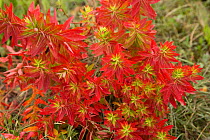 Euphorbia (Euphorbia jolkinii) leaves turning red in autumn. Napa Hai, Shangri-la, Yunnan Province, China. September.