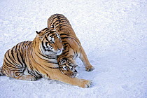 Amur / Siberian tiger (Panthera tigris altaica) pair nuzzling, in snow. Captive in tiger park, Heilongjiang Province, China. January.