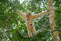 Northern white cheeked gibbon (Nomascus leucogenys) female standing in tree with baby aged two weeks. Parents captive bred and released. Wild Elephant Valley / Xishuangbanna, Yunnan Province, China, 2...