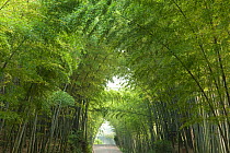 Bamboo (Bambusidae) arch over Jade Corridor road. Shunan Zhuhai National Park, Sichuan Province, China.