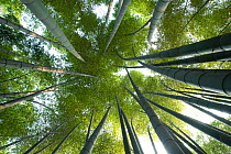 Moso bamboo (Phyllostachys edulis), view upwards into canopy, Shunan Zhuhai National Park, Sichuan Province, China.