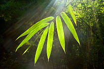 Sunbeams shining through Bamboo (Bambusidae) leaves. Shunan Zhuhai National Park, Sichuan Province, China.
