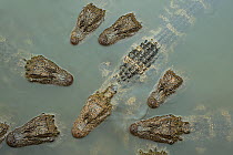 Chinese alligator (Alligator sinensis) group from above, heads above water of Yangtze. Critically endangered species, individuals released from captive breeding programme, Anhui Province, China. 2009